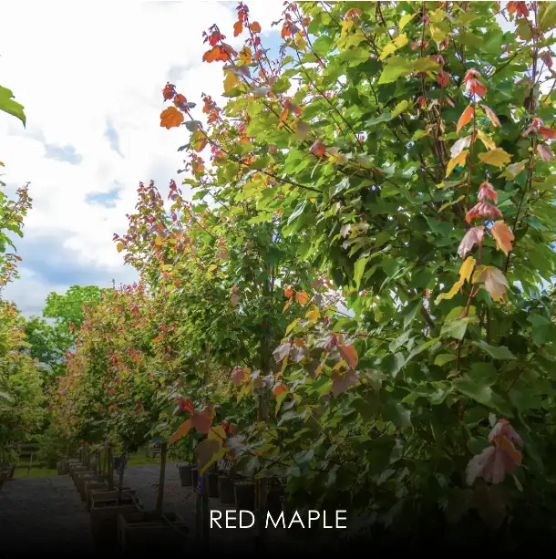 Red Maple