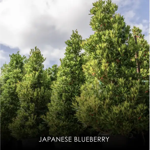 Japanese Blueberry