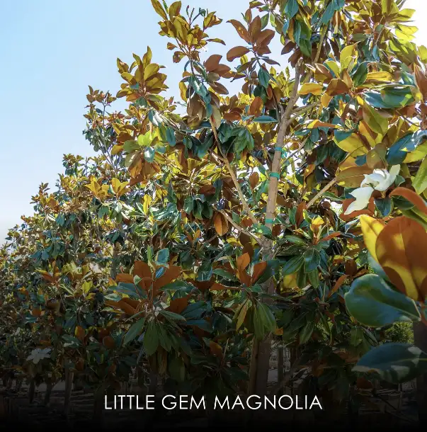 Little Gem Magnolia