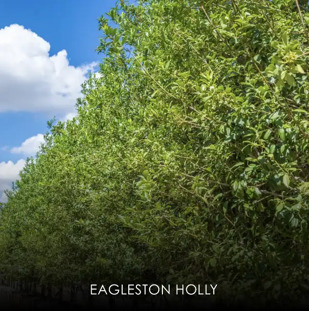 Eagleston Holly