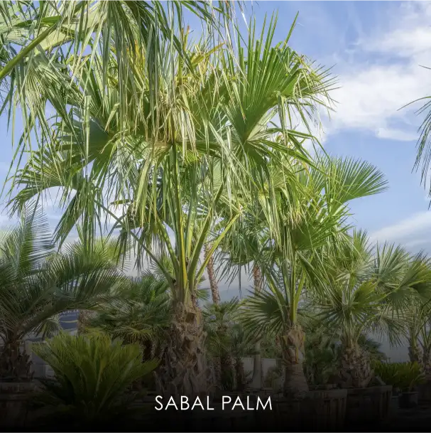 Sabal Palm
