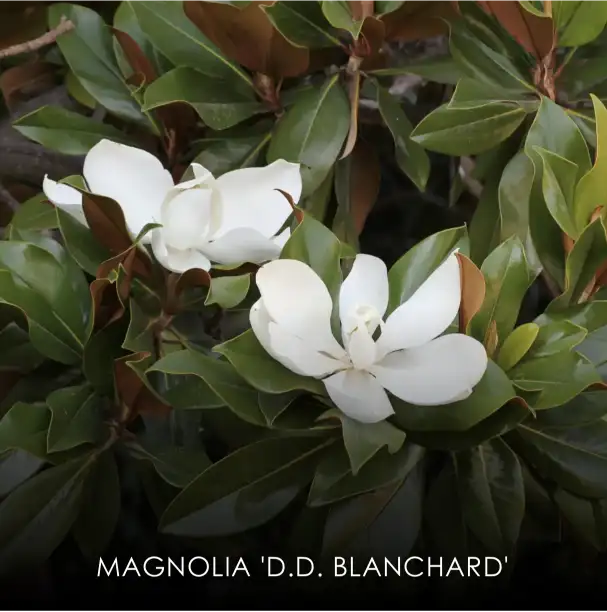 Magnolia D.D. Blanchard Specimen Tree