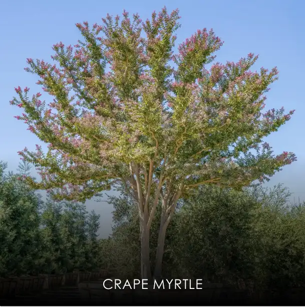 Crape Myrtle