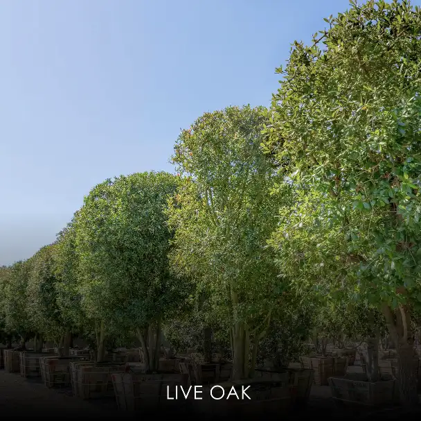 Texas Live Oak