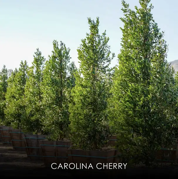 Carolina Cherry