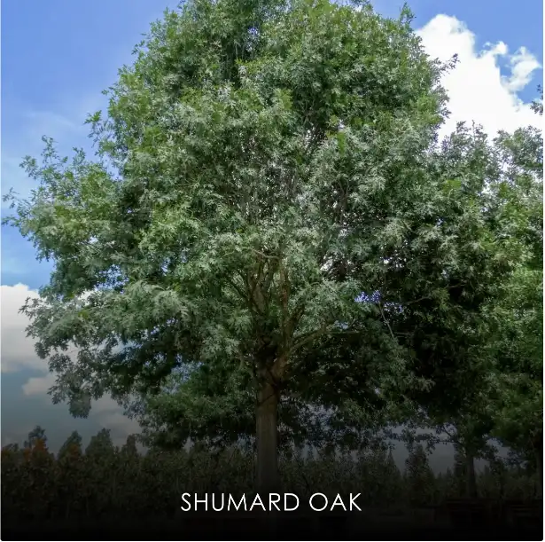 Shumard Red Oak