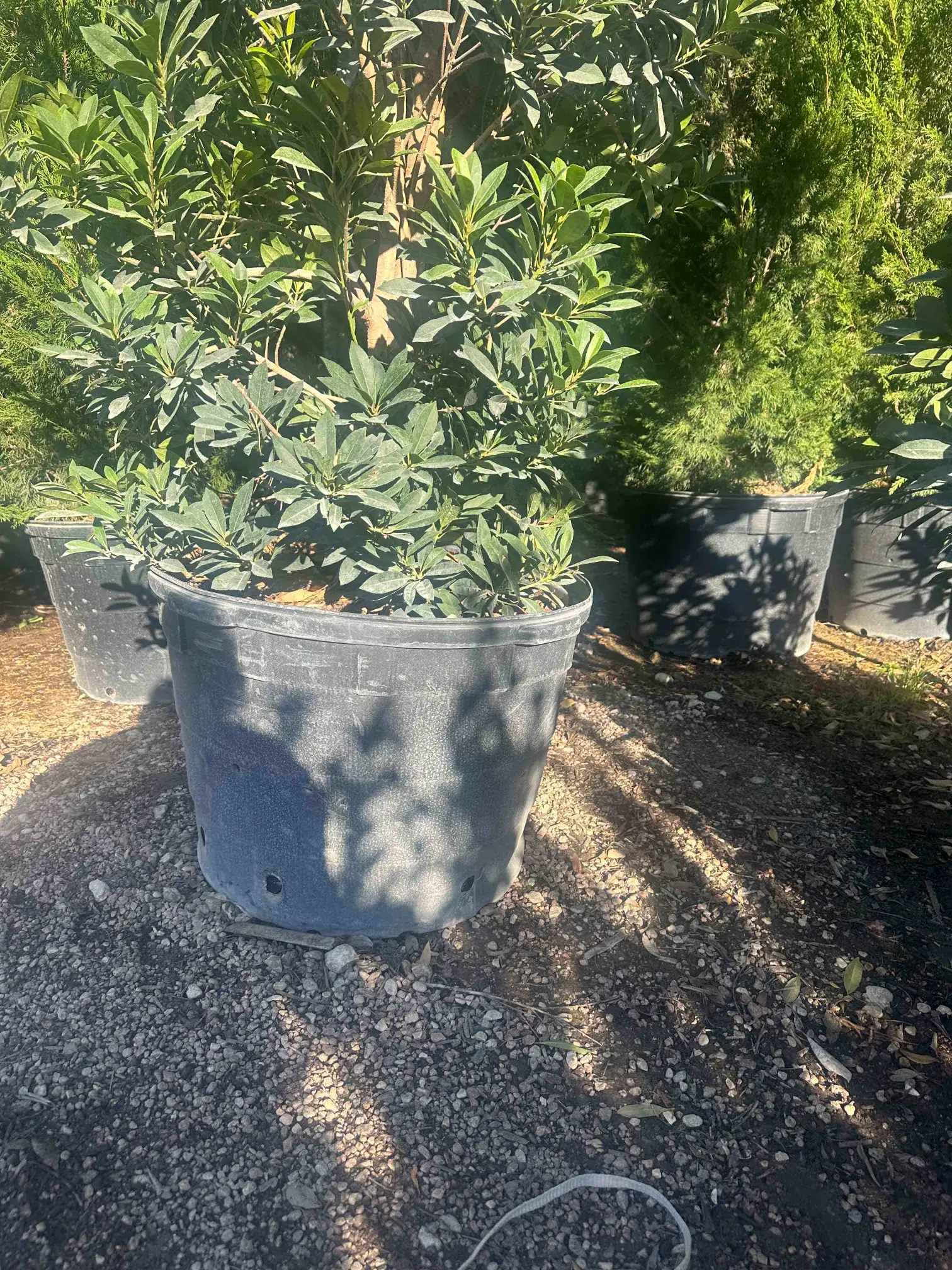 Real containerized specimen trees at our nursery ready for immediate planting